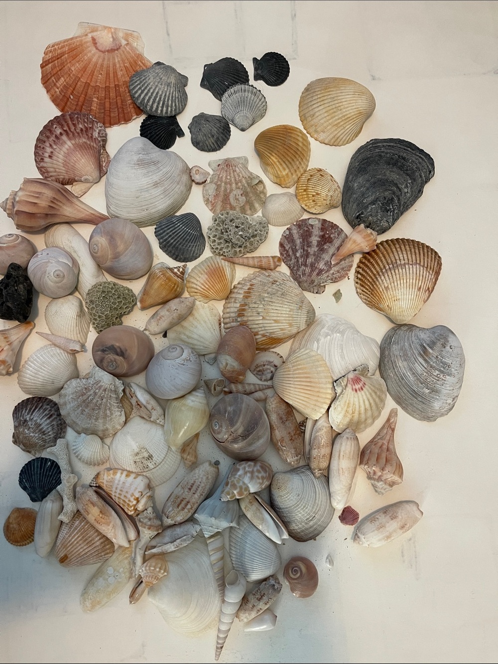 Seashell Assortment (A) - Natural Multicolor